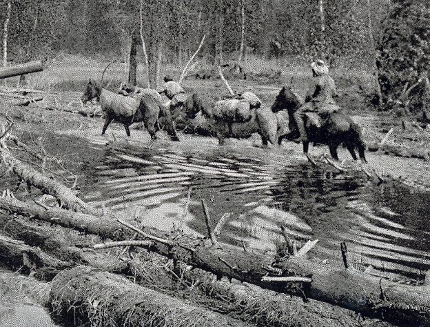 Flooded forest in taiga.jpg